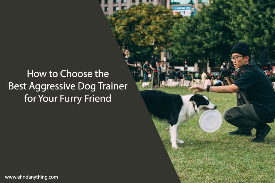 How to Choose the Best Aggressive Dog Trainer for Your Furry Friend