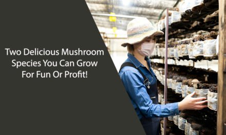 Two Delicious Mushroom Species You Can Grow For Fun Or Profit!