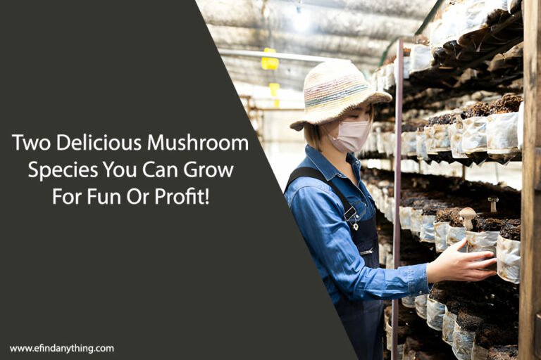 Mushroom Species