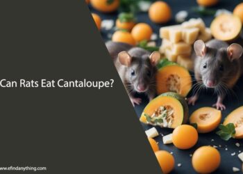can rats eat cantaloupe