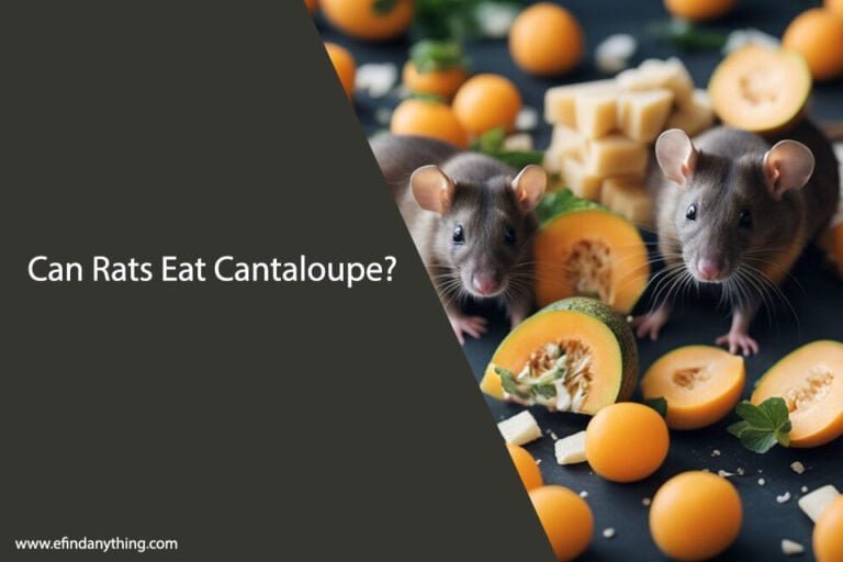 can rats eat cantaloupe
