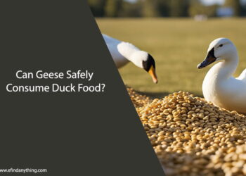 Can Geese Eat Duck Food