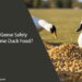Can Geese Eat Duck Food