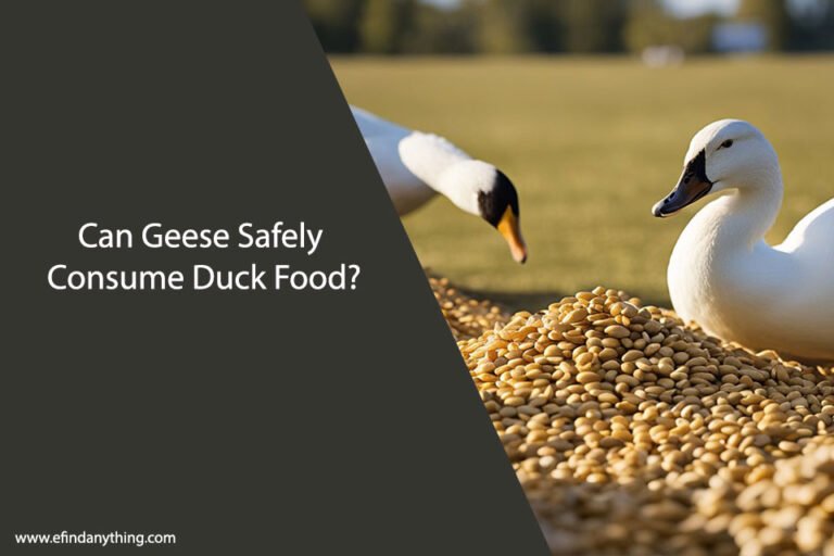 Can Geese Eat Duck Food