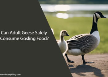 Can Adult Geese Eat Gosling Food