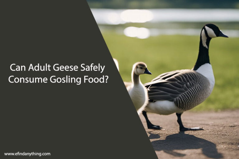 Can Adult Geese Eat Gosling Food