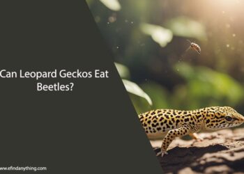 Can Leopard Geckos Eat Beetles
