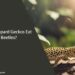 Can Leopard Geckos Eat Beetles