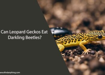 Can Leopard Geckos Eat Darkling Beetles