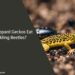 Can Leopard Geckos Eat Darkling Beetles