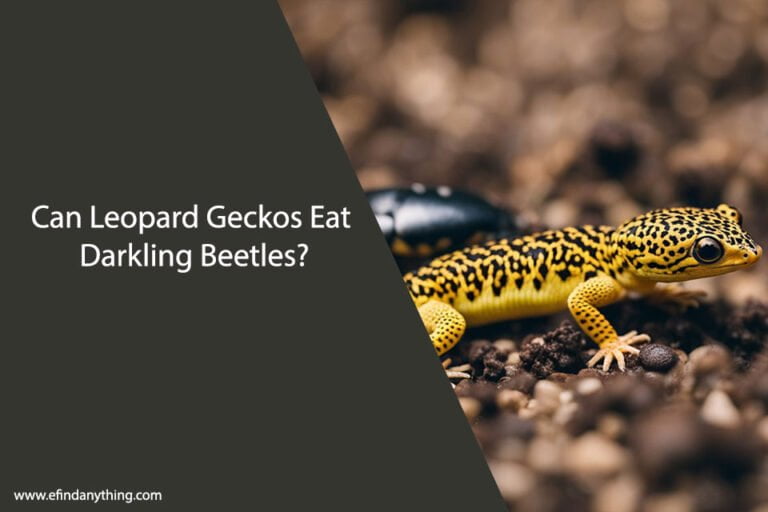 Can Leopard Geckos Eat Darkling Beetles