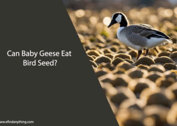 Can Baby Geese Eat Bird Seed
