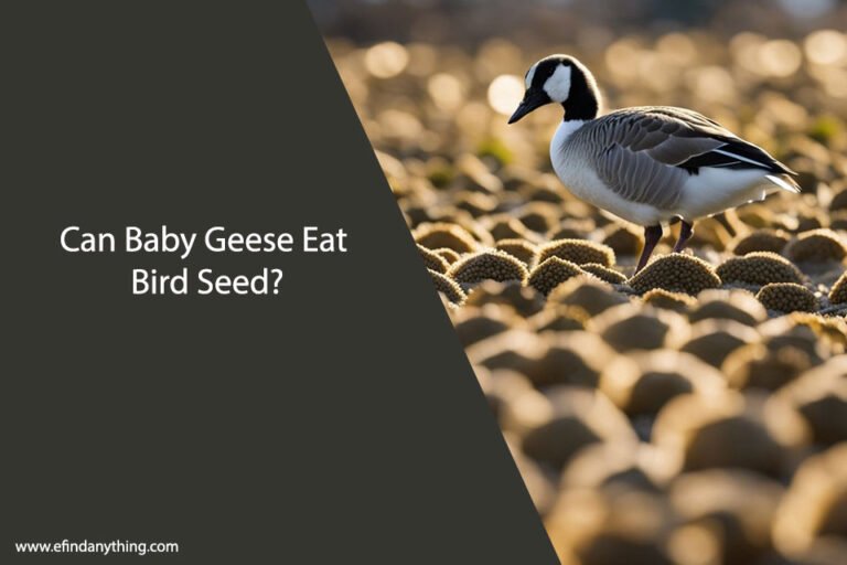 Can Baby Geese Eat Bird Seed