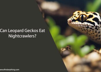 Can Leopard Geckos Eat Nightcrawlers