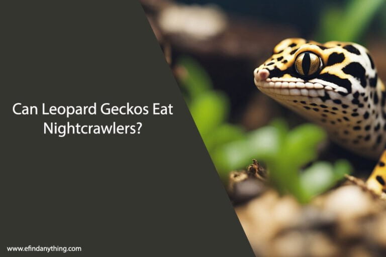 Can Leopard Geckos Eat Nightcrawlers