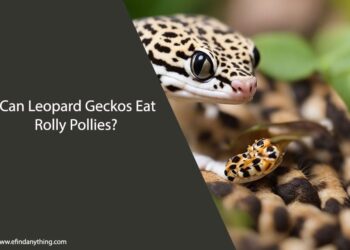 Can Leopard Geckos Eat Rolly Pollies