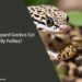 Can Leopard Geckos Eat Rolly Pollies