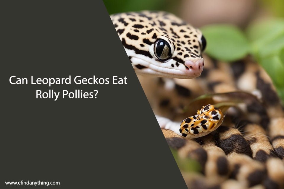 Can Leopard Geckos Eat Rolly Pollies