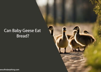 Can Baby Geese Eat Bread