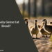 Can Baby Geese Eat Bread