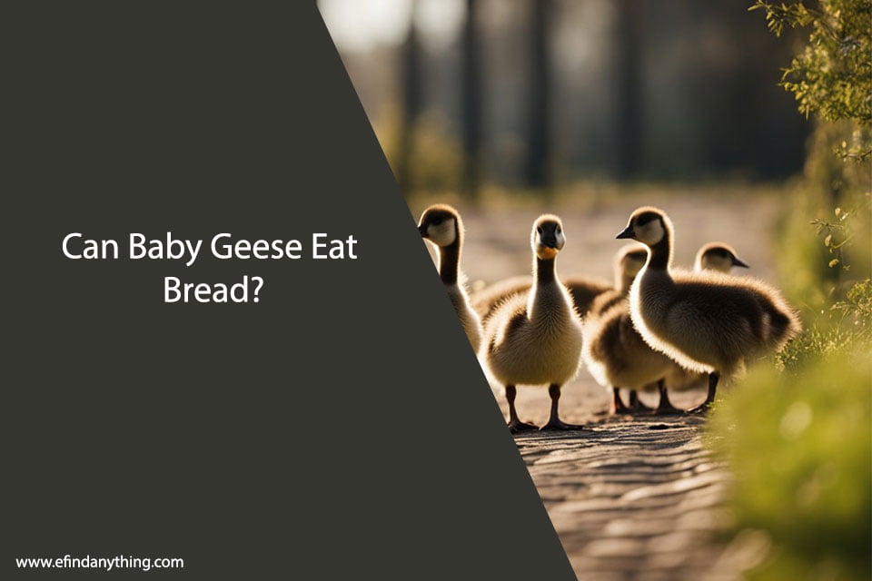 Can Baby Geese Eat Bread