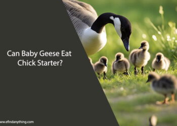 Can Baby Geese Eat Chick Starter