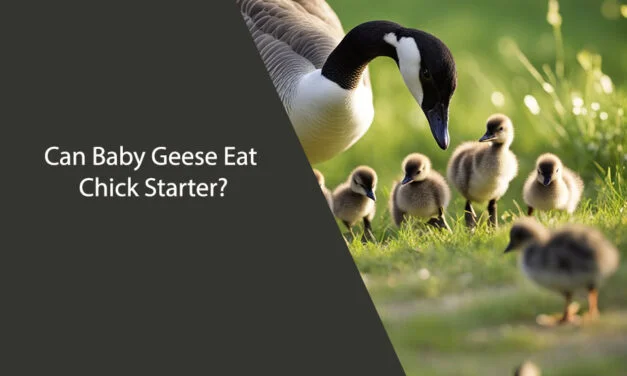 Can Baby Geese Eat Chick Starter?