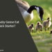 Can Baby Geese Eat Chick Starter