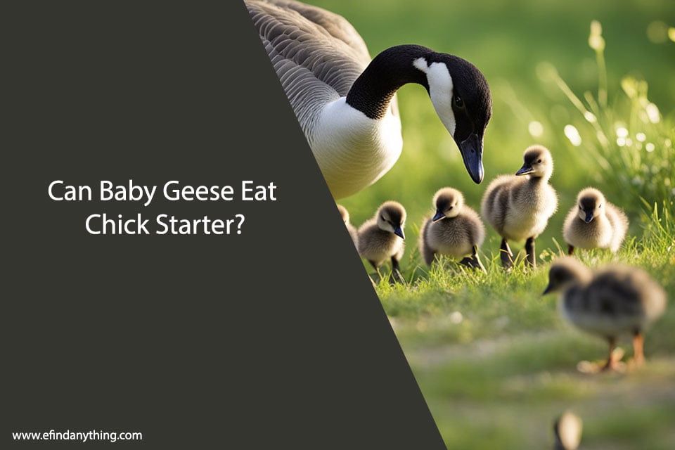 Can Baby Geese Eat Chick Starter