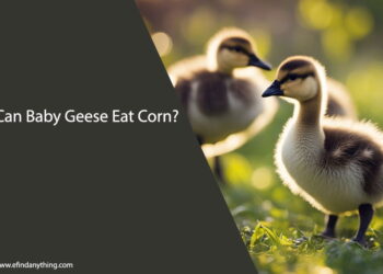 Can Baby Geese Eat Corn
