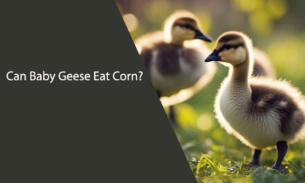 Can Baby Geese Eat Corn?