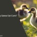 Can Baby Geese Eat Corn