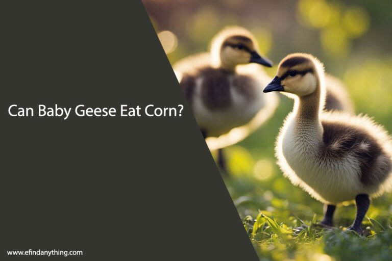 Can Baby Geese Eat Corn