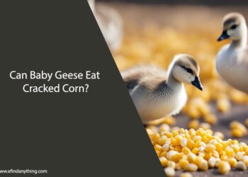 Can Baby Geese Eat Cracked Corn