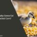 Can Baby Geese Eat Cracked Corn