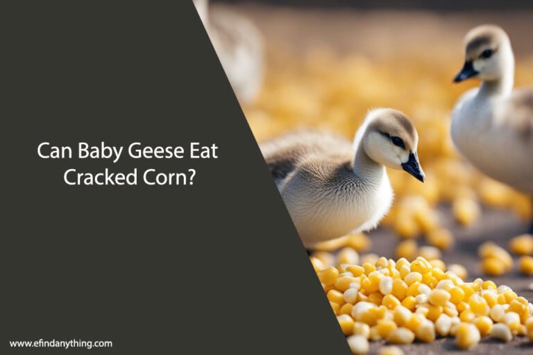 Can Baby Geese Eat Cracked Corn