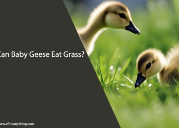 Can Baby Geese Eat Grass
