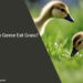 Can Baby Geese Eat Grass
