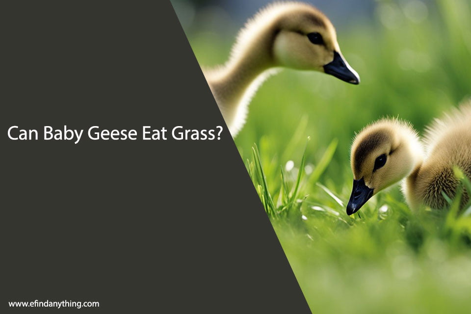 Can Baby Geese Eat Grass
