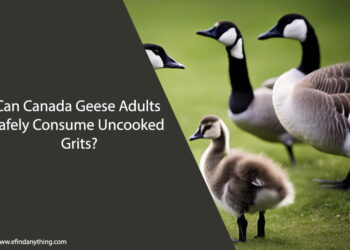 Can Canada Geese Adults Eat Uncooked Grits