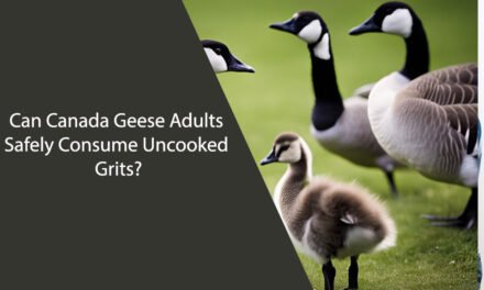 Can Canada Geese Adults Eat Uncooked Grits?