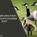 Can Canada Geese Adults Eat Uncooked Grits