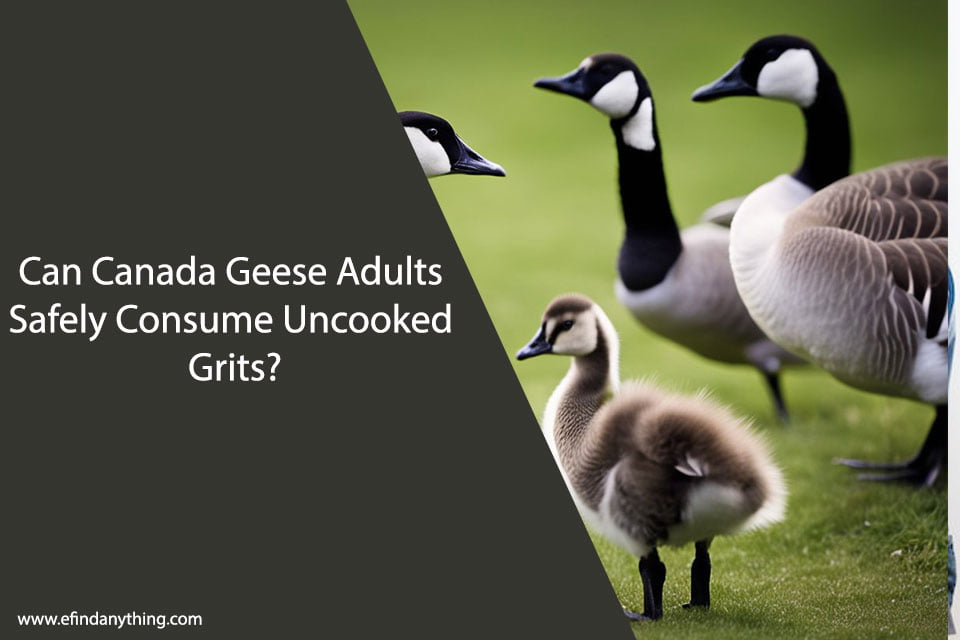 Can Canada Geese Adults Eat Uncooked Grits