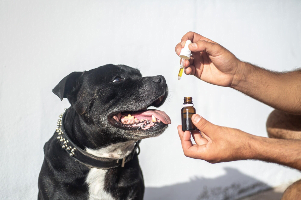 Dog Fish Oil Supplements