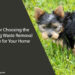 Best Dog Waste Removal Service