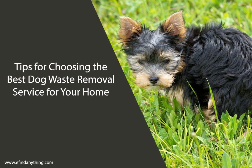 Best Dog Waste Removal Service