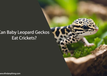 Can Baby Leopard Geckos Eat Crickets