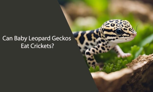 Can Baby Leopard Geckos Eat Crickets?