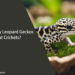 Can Baby Leopard Geckos Eat Crickets