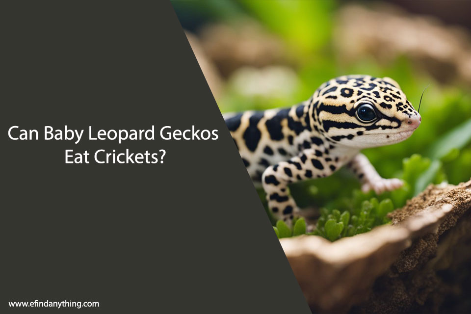 Can Baby Leopard Geckos Eat Crickets